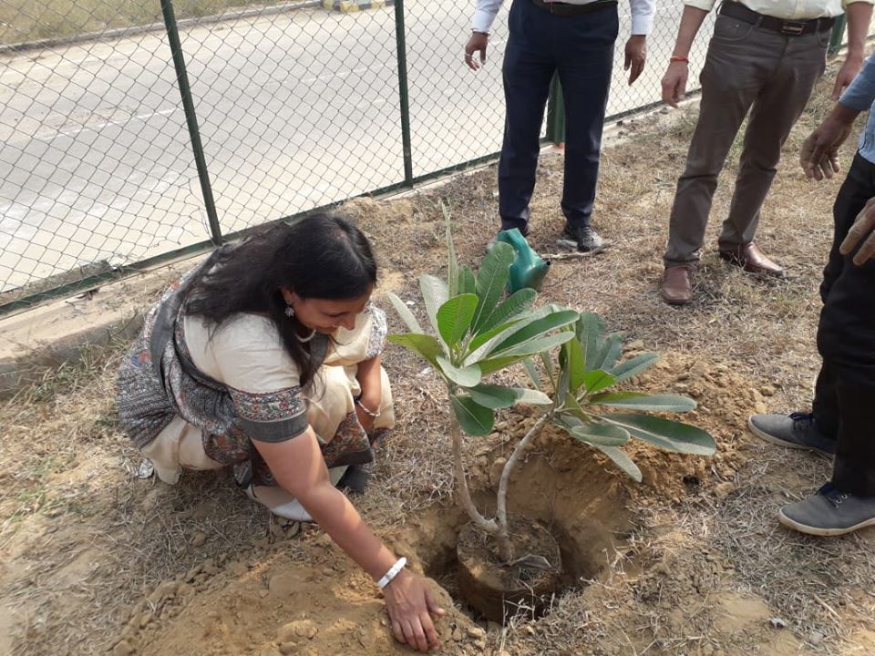 Tree Plantation 2019